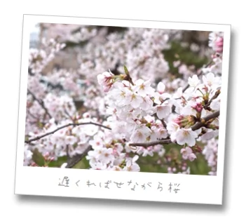 Aperture3の写真管理はこの流れで確定かな