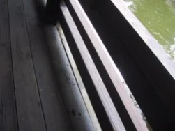 白鳥の湖