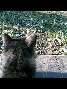 猫の後ろ頭が好き