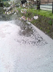 桜の川