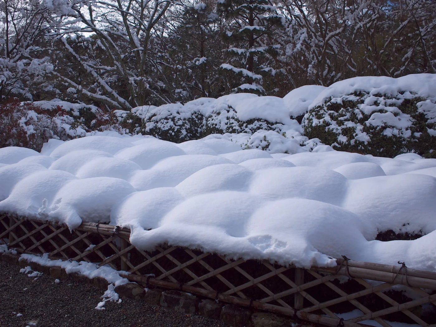 植え込みに雪が積もったみたいです