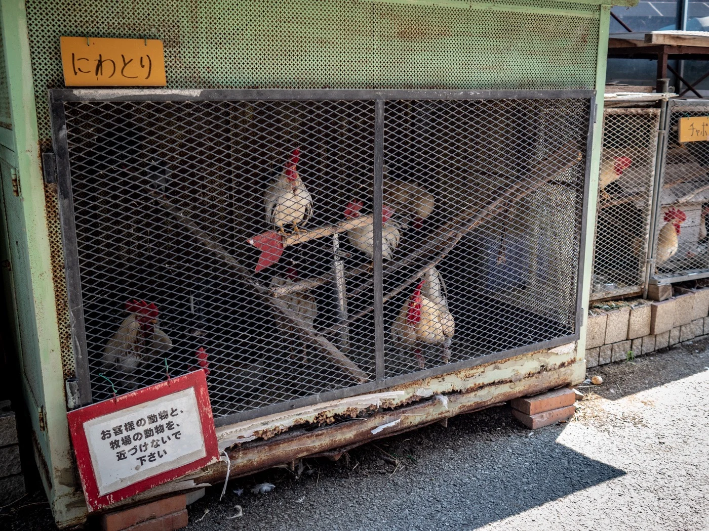 にわとり