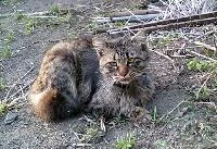 連休も終わりだ。とりあえず猫。