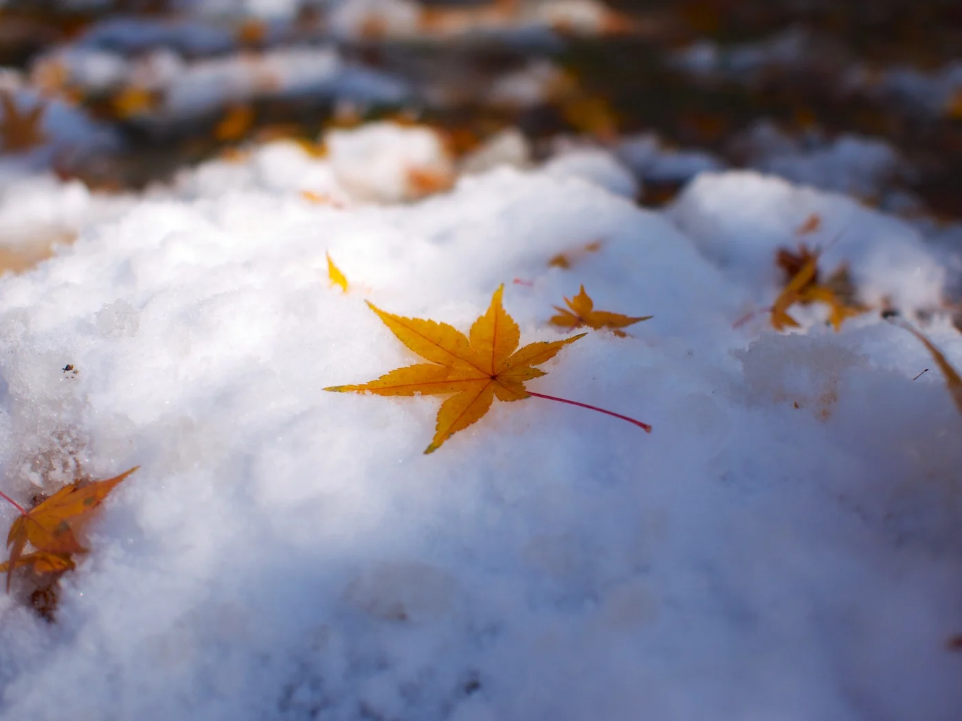 竜安寺(りょうあんじ)まで歩いてきた。雪と紅葉。