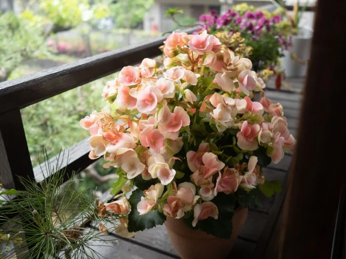 何の花でしょう?綺麗に咲いてました