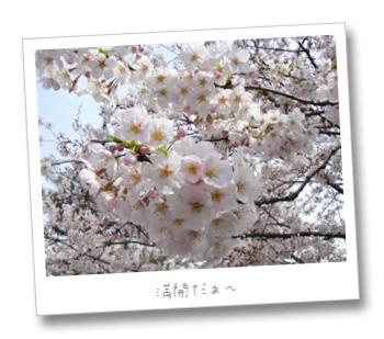 桜満開