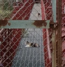 ほら、猫