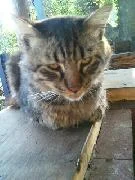 ワイルドな猫
