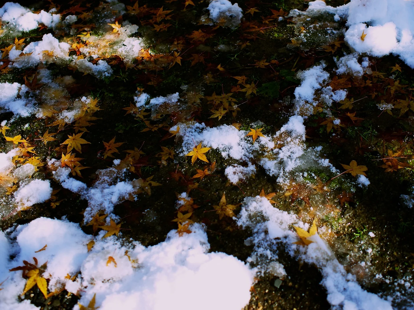紅葉の枯山水