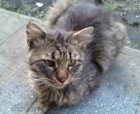 カインド猫